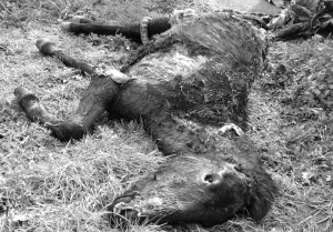 Imagen degradada del potro atacado