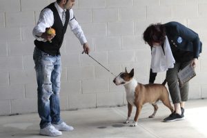 Exposición canina de San Felices