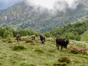 Molledo dobla las hectáreas de pastos comunales para sus ganaderos