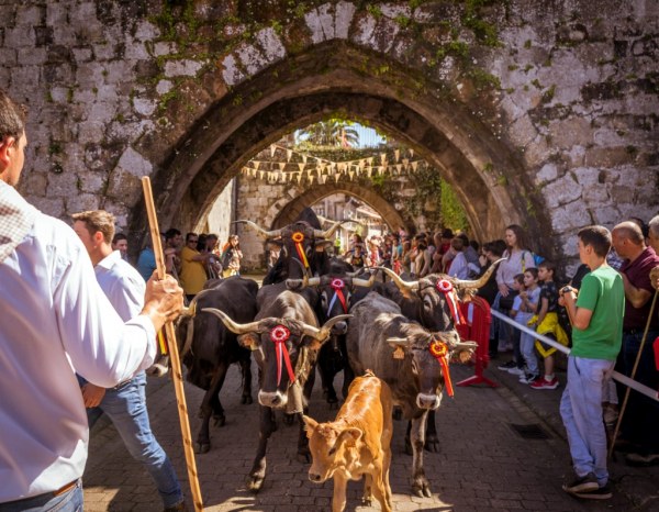 Pasada tudanca en el Camino Real