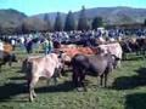 Feria de Arenas de Iguña