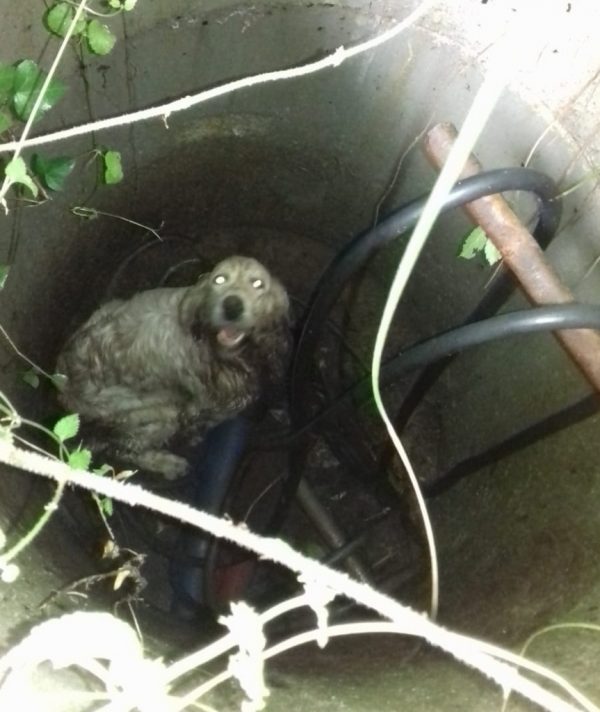 El perro atrapado en la arqueta
