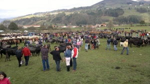 Celebrada la Feria de Ganado en Silió