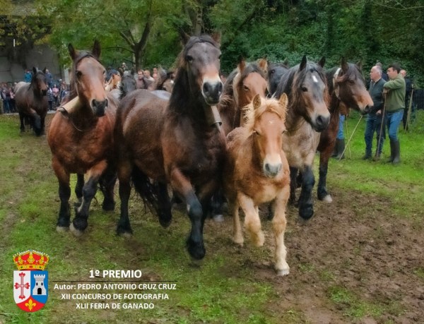 Fotografía ganadora en esta edición.