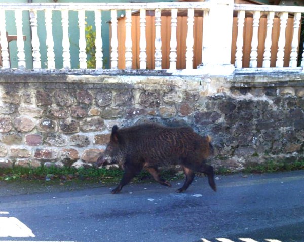 El animal por las calles. Foto cedida por un oyente.