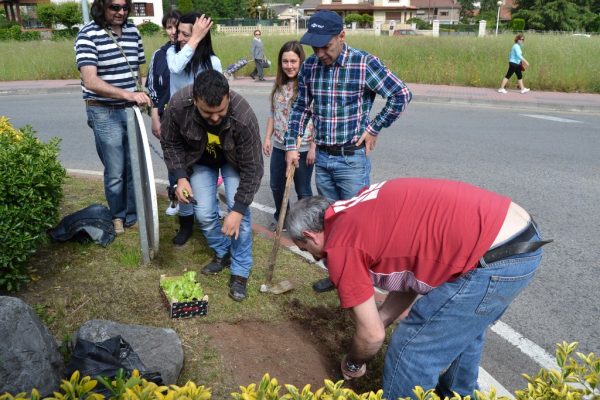 Plantación en la rotonda de Agripa