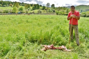 Santiago Sañudo junto a la ternera atacada por lo lobos