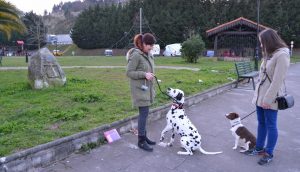 Un dálmata ha tenido que ser llevado de urgencia a un veterinario que le detectó tres «cuerpos extraños compatibles con agujas»