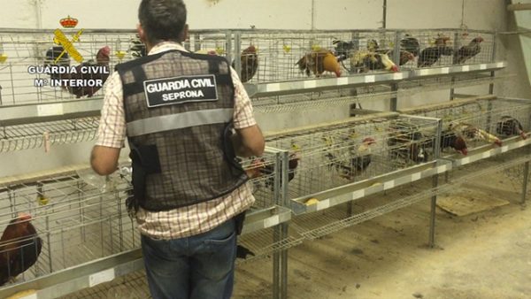 Operación de la Guardia Civil en Cartes